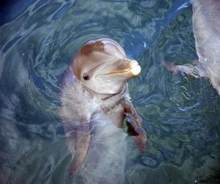 swim with dolphins falmouth cruise excursions